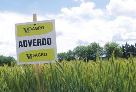 Tritikále ozimné Tritikále ozimné skoré nižšia až vysoká nadpriemerná Adverdo Úrodový trhák extra vysoké úrody v ošetrenom aj neošetrenom variante stredne skorá odroda s vysokou odolnosťou proti