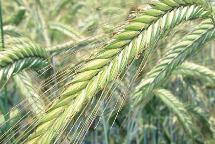 najvýznamnejšou prednosťou odrody je extra vysoká úroda v rôznych pestovateľských podmienkach v spojení s veľmi priaznivými stabilnými agronomickými vlastnosťami vysoká mrazuvzdornosť a veľmi