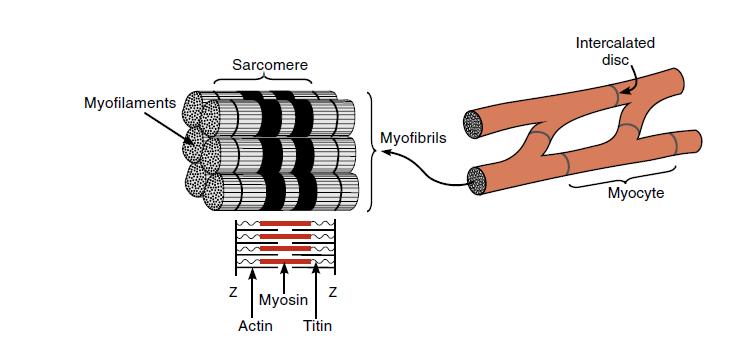 Kardiomyocyt Svazky myofibril obsahující myofilamenta. Myofibrily tvoří cca 45 60 % objemu.