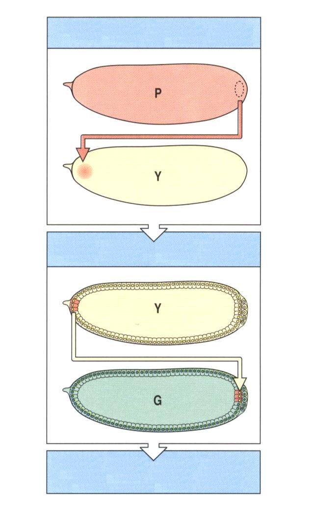 Transplantace pólové cytoplasmy může indukovat tvorbu zárodečné linie primordiální zárodečné buňky jsou prvními odlišnými, na posteriorním konci u drosofily, hlístice (granule P) a žab cytoplasma