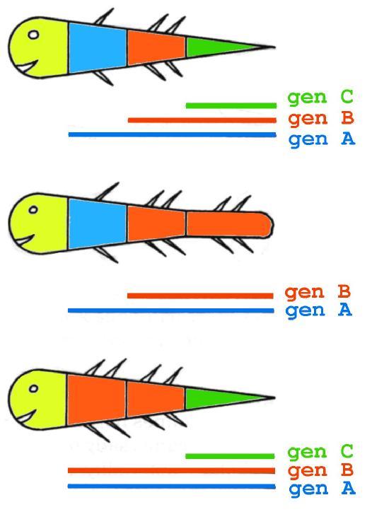 Homeotické geny řídí anteriorně - posteriorní specifikaci těla WT mutace : ztráta funkce