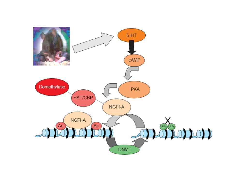 Maternální programování epigenetických stavů Maternální péče jako model experience-dependent chromatinové plasticity serotonin mozkový transmitter mateřská péče o novorozence (lízání a mazlení) DNA
