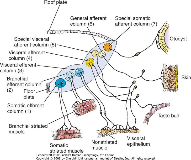 Rozložení SM, VM, VS a SS jader hlavových nervů na spodině IV.