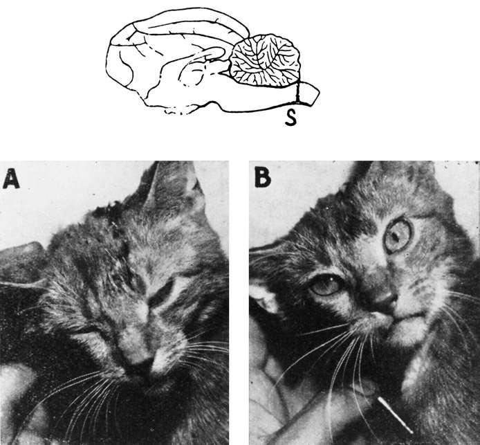 Encephale isole Kočku bylo možno probudit stimulací hlavy,