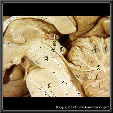 Commissura posterior Pedunculus cerebri Fasciculus