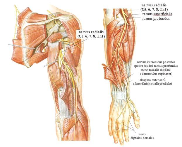 Obrázek. 2. Průběh nervus radialis: vlevo - na paţi a na zadní straně ramena, vpravo - na předloktí (Netter, 2005). 1.2.2 Paréza nervus radialis 1.2.2.1 Vysoká léze nervus radialis Nejběţněji je radiální nerv poškozen v sulcus nervi radialis diafýzy humeru spolu se zlomeninami humeru nebo přímou kompresí.