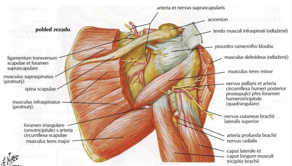 Obrázek 2. Svaly a kosti ramenního pletence-pohled zezadu (Netter, 2010). 2.5 Inervace ramenního pletence Horní končetina, a tedy i ramenní pletenec, je inervován z plexus brachialis a jeho segmentální uspořádání je C5-Th1.