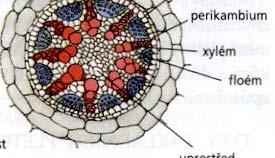 postavení xylému a