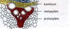 lýkostředné