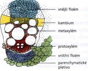 xylému a floému: