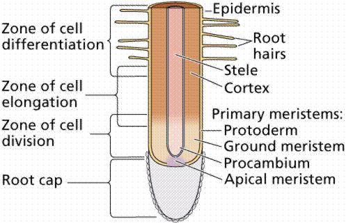 Kořen - stavba kořene rhizodermis zóna diferenciační zóna prodlužovací zóna dělivá kořenová