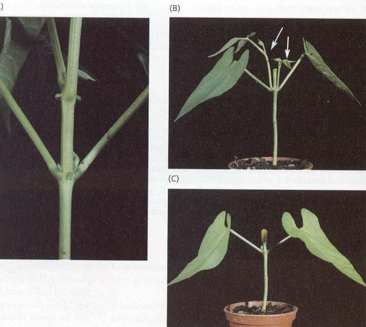 Stonek - větvení stonku IAA Postranní pupeny inhibovány Apikální dominance Uvolnění