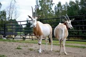 ORYX DAMMAH EEP Koordinátorka plemenné knihy přímorožce šavlorohého Dr.