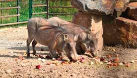 CHOVATELSKÝ ÚSEK A VETERINÁRNÍ ÚSEK Prase savanové (Phacochoerus africanus) Chov těchto nádherných zvířat začal v naší zoologické zahradě začátkem června roku 2015, kdy k nám ze zoo Plzeň byli