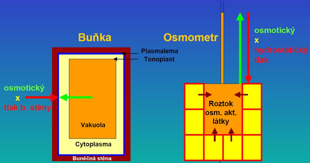 3. Vedení vody rostlinami: vzestupný proud, kořenový vztlak Jak dostat vodu z kořenů až do listů?