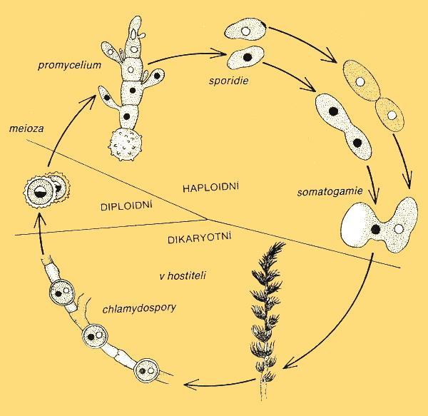 kopulací spor nebo primárních mycelií vzniká parazitické dikaryotické mycelium, rozrůstající se v mezibuněčných prostorách pletiv hostitele; napadené orgány rostlin se mění v sorus vyplněný masou