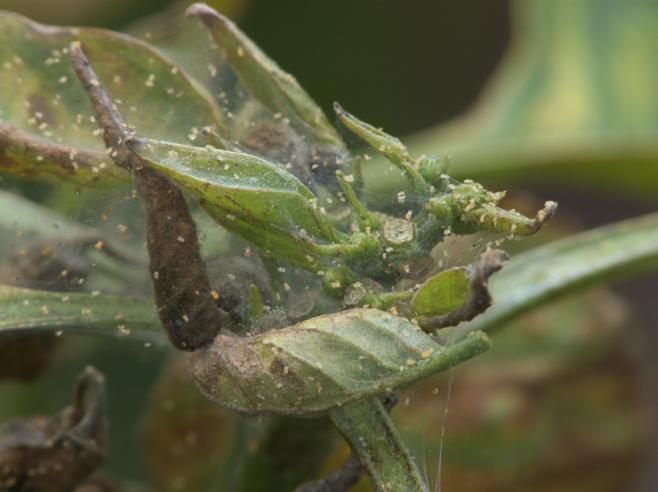 info/images/page/cultivation-pests-and-problems/red-spider-mite.jpg http://upload.wikimedia.org/wikipedia/commons/1/1d/tetranychus_urticae_on_sweet_pepper,_bonenspintmijt_ op_paprika_(2).