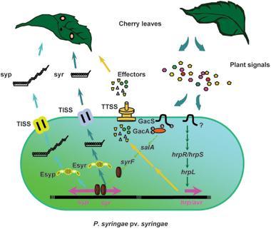 Interakce mezi Pseudomonas syringae pv. syringae a hostitelskou rostlinou Zdroj: http://www.apsnet.org/publications/mpmi/2006/march/pages/default.aspx Je známo několik patovarů.