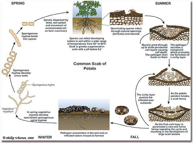 Streptomyces scabies je bakterie z čeledi Streptomycetaceae, která způsobuje strupovitost brambor.