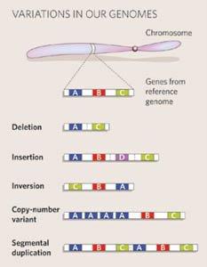 Array-CGH a variabilita v počtu kopií (CNVs) CNVs segmenty DNA větší než 1 kb