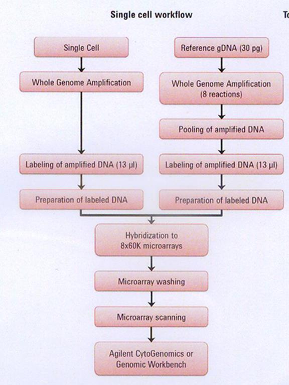Array-CGH standardní validovaný protokol DNA čip 8x60K 8 vzorků 5.