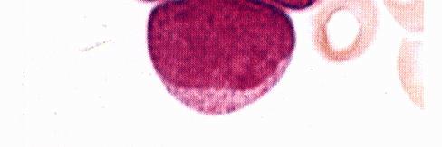 1999; Armstrong, S.A., et al.