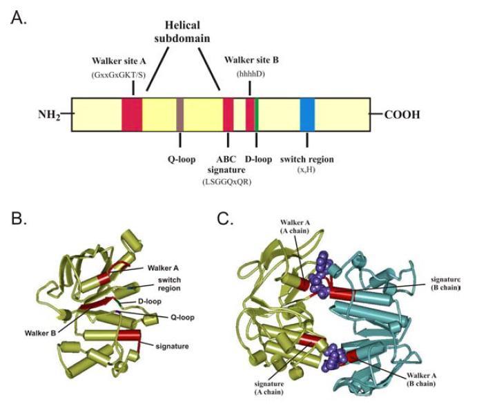 Obrázek 2: Konzervované motivy NBD domén. A. Lineární reprezentace NBD (x: libovolná aminokyselina; h: hydrofobní aminokyselina); B. Struktura NBD monomeru; C. Struktura NBD dimeru.