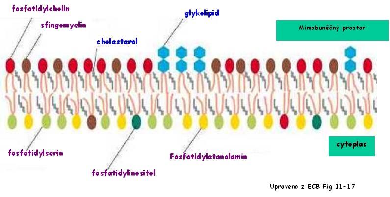 . Cytoplasmatická membrána asymetrie o Dvojvrstva,