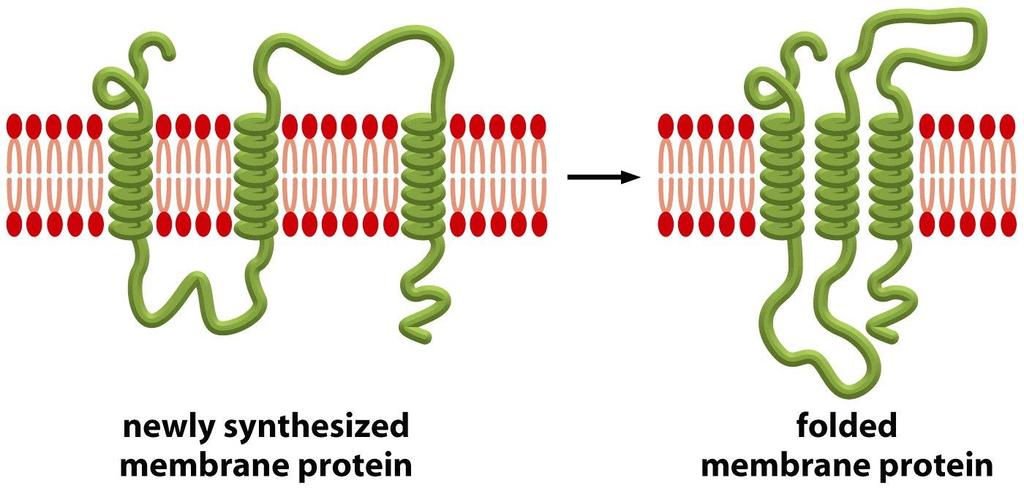 Figure 10-25 Molecular Biology