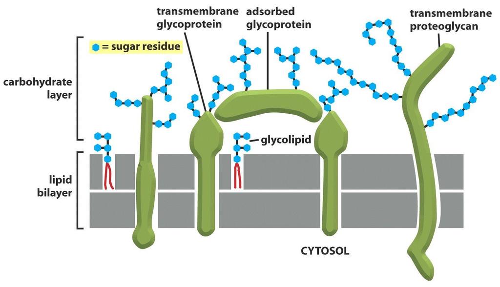 Figure 10-28b Molecular Biology