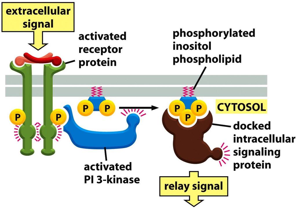 Figure 10-17a Molecular Biology