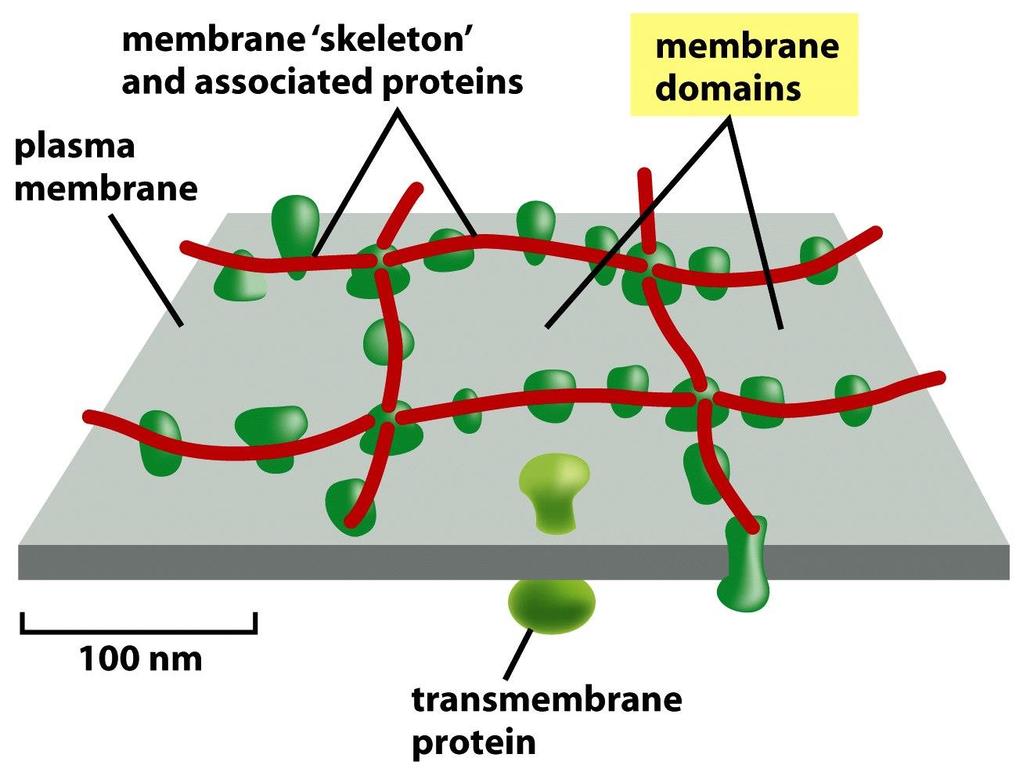 Figure 10-42a Molecular Biology