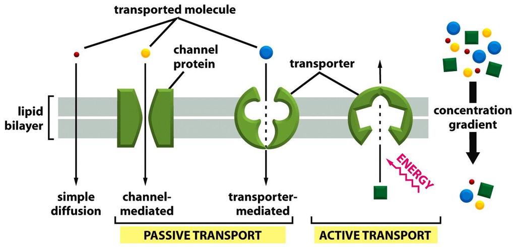 Figure 11-4a Molecular Biology