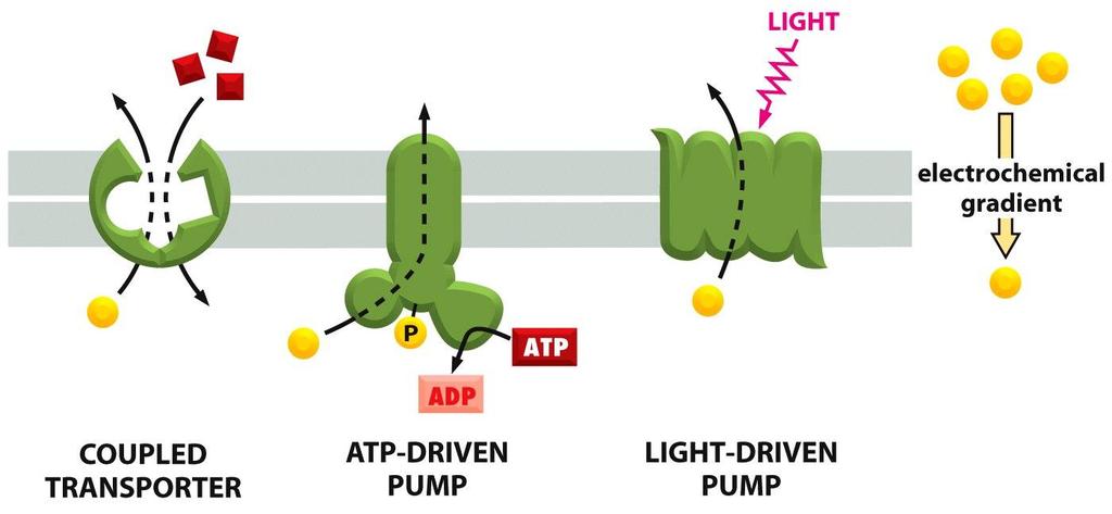 Figure 11-7 Molecular Biology of