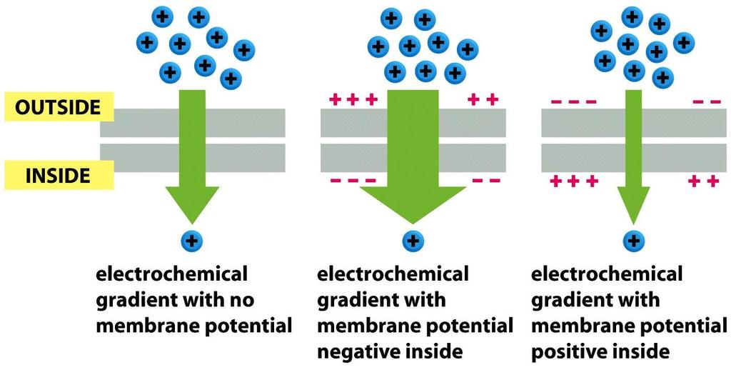 Figure 11-4b Molecular Biology