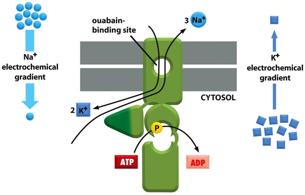 Figure 11-14 Molecular Biology