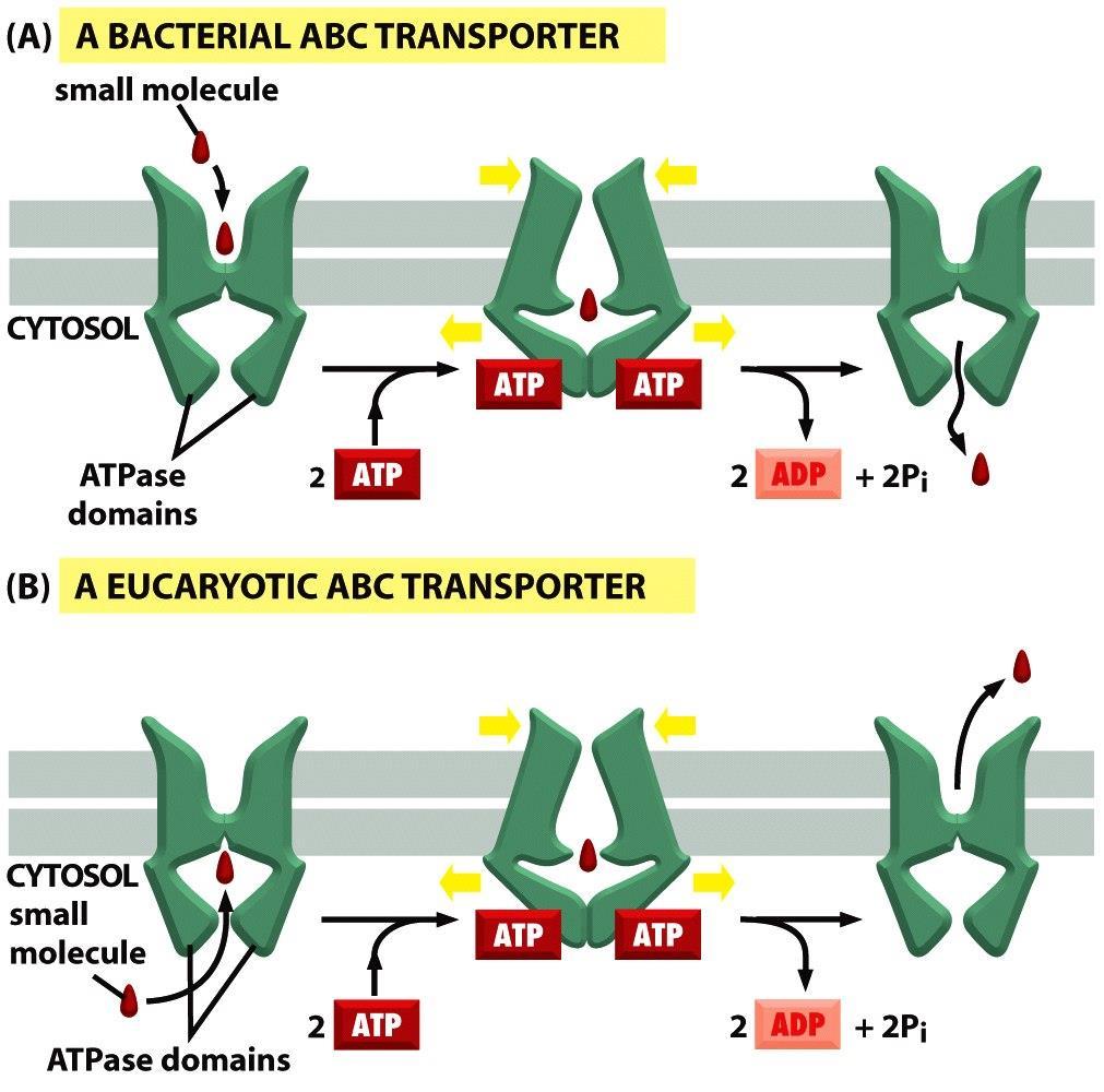 Figure 11-17 Molecular Biology