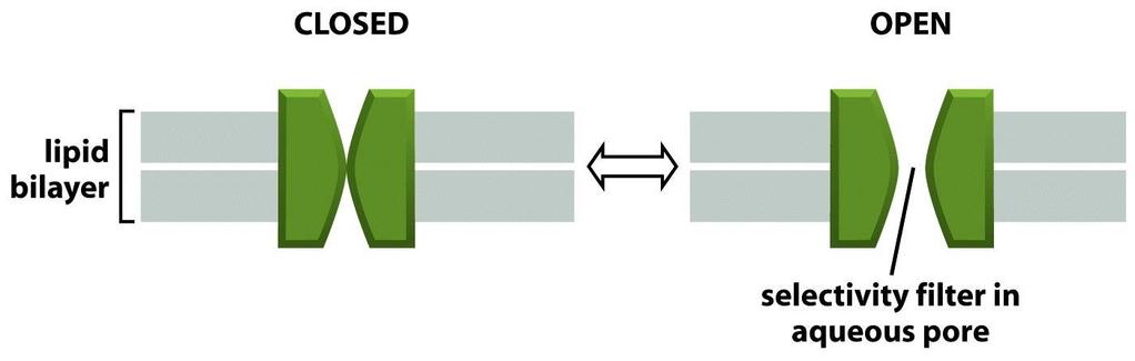 Figure 11-20 Molecular Biology