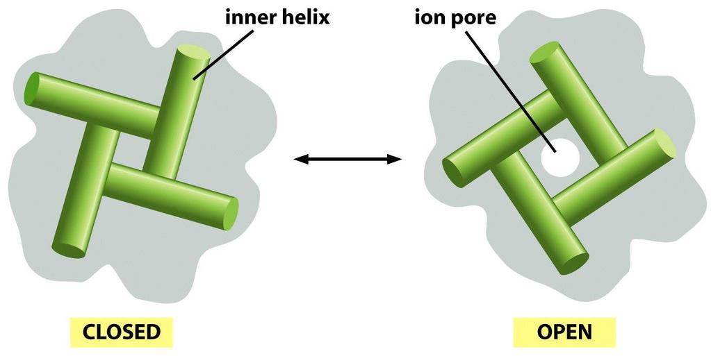 Figure 11-25 Molecular Biology