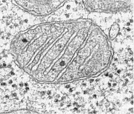 . Mitochondrie ofce: buněčné dýcháníoxidativní fosforylace ATP