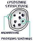 . Lysozomy o Kulovité částečky 250-800nm, 1 membrána o Obsah: hydrolytické enzymy (proenzymy) o po aktivaci ph 5 (pinocytóza/fagocytóza) o Fce: trávící vakuoly -