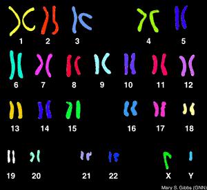 Gonosomální dědičnost - dědičnost znaků, jejichž geny jsou umístěny na pohlavních chromozomech - ženy mají 2 alely