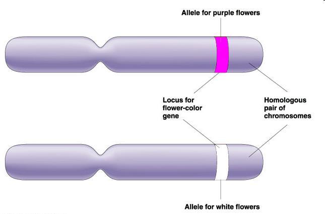 Genetika - základní pojmy (připomenutí) Homologní chromozomy - pouze v diploidní buňce, chromozomy stejného chromozomového páru (jeden od otce a jeden od matky) - nesou stejné geny (pro stejné