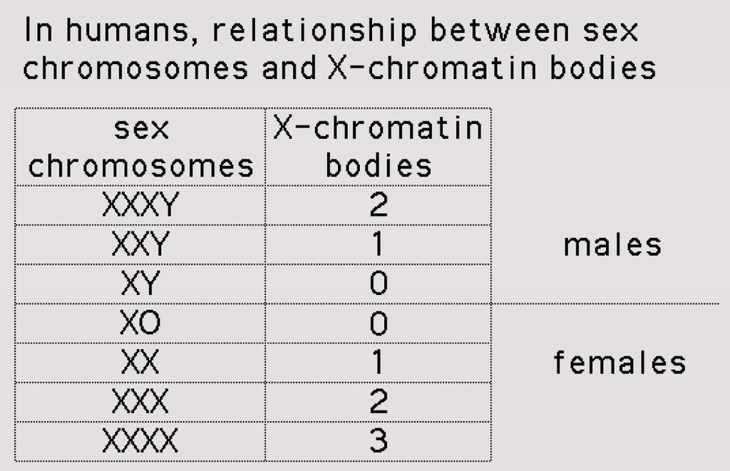XY Barrovo tělísko XX - náhodná inaktivace jednoho ze dvou chromozomů X v buňkách savců samičího pohlaví ženy jsou chimerické (mozaika) z hlediska