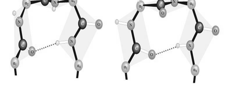 β - ohyb o Umožňuje otočení směru peptidového řetězce o Kyslík karbonylové skupiny jednoho residua je