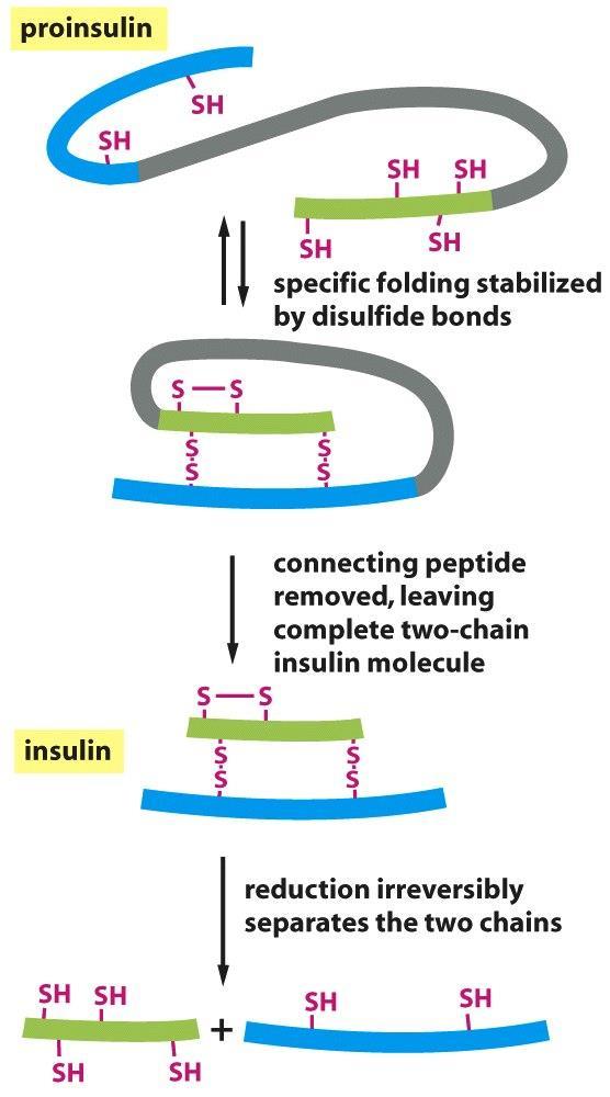 Figure 3-35 Molecular Biology of