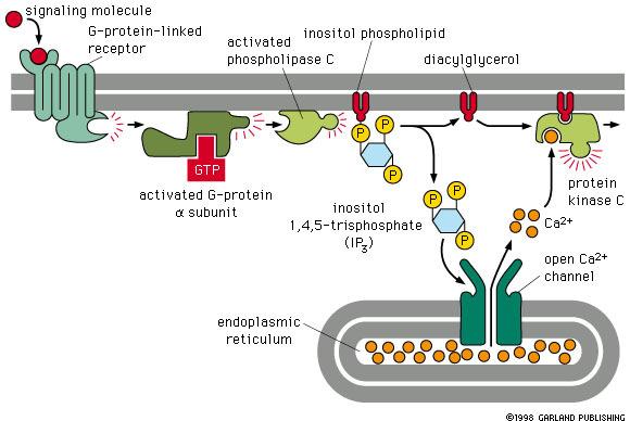Signalizace přes fosfolipázu C Calcium v buňce: V cytoplasmě jen 0.1-0.20.