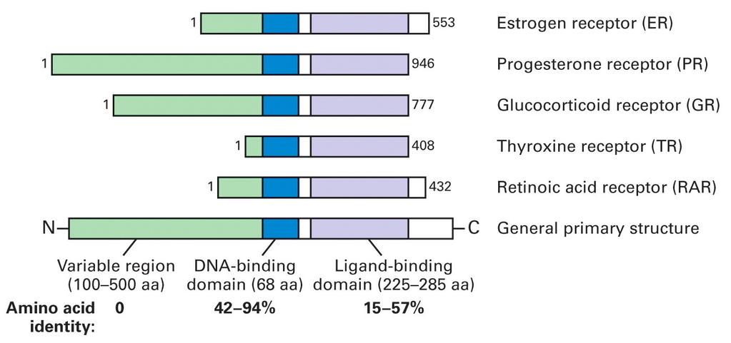 Ligandem-aktivované aktivované TFs: Nadrodina jaderných receptorů obr.: Lodish et al.: Molecular Cell Biology, 5. vyd., W.H.Freeman & Co.