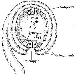 Anatropní