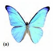 Barva motýlích křídel (Morpho) je